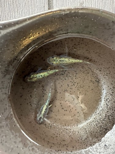 25+ Himtsu Heiki (Secret Weapon) Eggs.   Medaka Ricefish.  USA bred