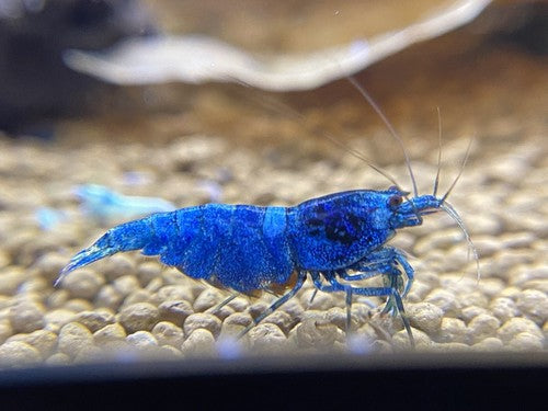 5+1 Extreme Blue Bolt (EBB) Shrimp juviniles-USA Homebred