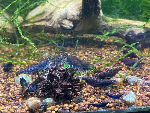 5+1 Orange Eye Blue Tiger ( OEBT) Shrimp w/Rust in colony
