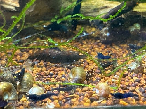 5+1 Orange Eye Blue Tiger ( OEBT) Shrimp w/Rust in colony