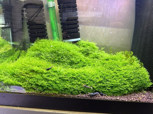Mini Pellia / Coral Moss | BARCK Aquatics | Grown low tech in shrimp tank 3”x3”
