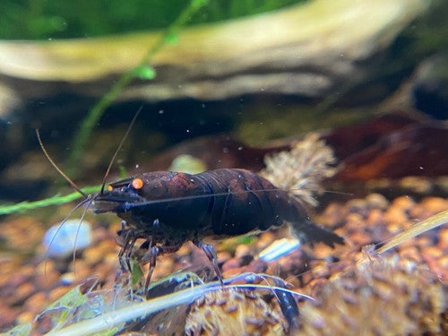 5+1 Orange Eye Blue Tiger ( OEBT) Shrimp w/Rust in colony