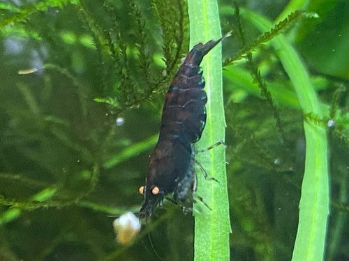 5+1 Orange Eye Blue Tiger ( OEBT) Shrimp w/Rust in colony
