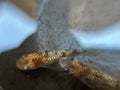 5+1 Gessin Tricolor Medaka Ricefish Fish.  USA bred