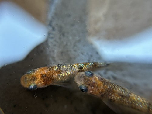 5+1 Gessin Tricolor Medaka Ricefish Fish.  USA bred