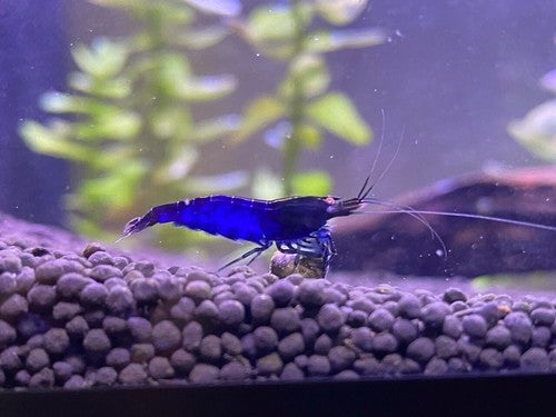 5+1 Orange Eye Blue Tiger ( OEBT) Shrimp w/Rust in colony