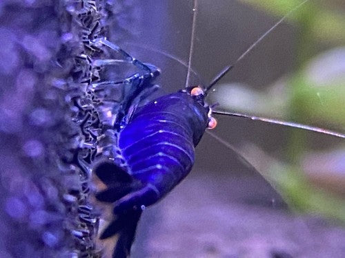 5+1 Orange Eye Blue Tiger ( OEBT) Shrimp w/Rust in colony