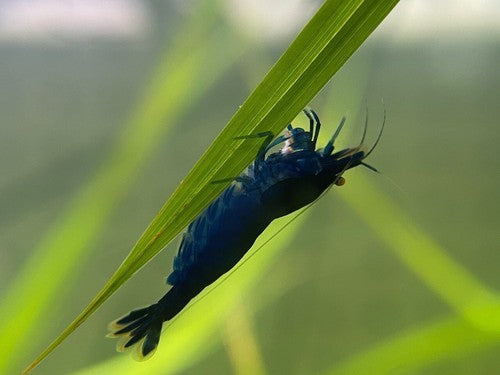 5+1 Orange Eye Blue Tiger ( OEBT) Shrimp w/Rust in colony