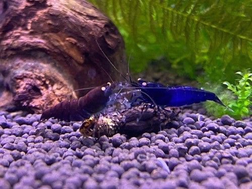 5+1 Orange Eye Blue Tiger ( OEBT) Shrimp w/Rust in colony