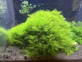 Fissidens Fontanus 3*3 Loose patch aquarium live plant Phoenix moss