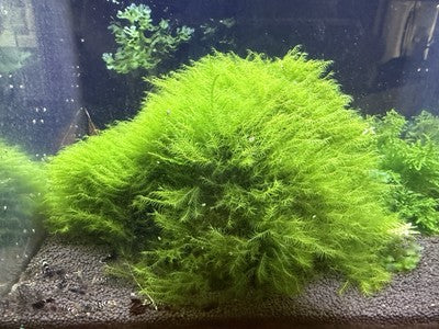 Fissidens Fontanus 3*3 Loose patch aquarium live plant Phoenix moss