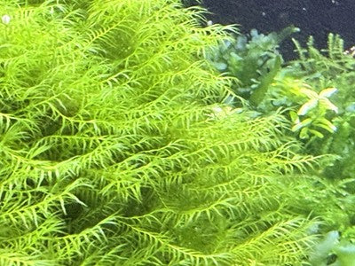 Fissidens Fontanus 3*3 Loose patch aquarium live plant Phoenix moss
