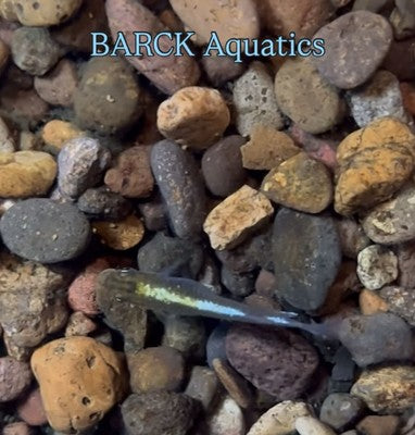 25+  Shukougyoku Eggs.   Japanese Medaka Ricefish.   USA bred. High Grade.