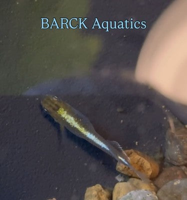 25+  Shukougyoku Eggs.   Japanese Medaka Ricefish.   USA bred. High Grade.