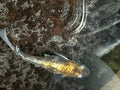 25+  Shukougyoku Eggs.   Japanese Medaka Ricefish.   USA bred. High Grade.