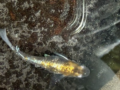 25+  Shukougyoku Eggs.   Japanese Medaka Ricefish.   USA bred. High Grade.