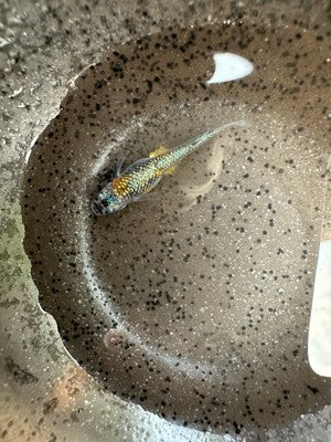 25+ Lame King Medaka Ricefish Eggs. USA bred.