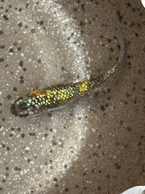 15+ Lame King Medaka Ricefish Eggs. USA bred.