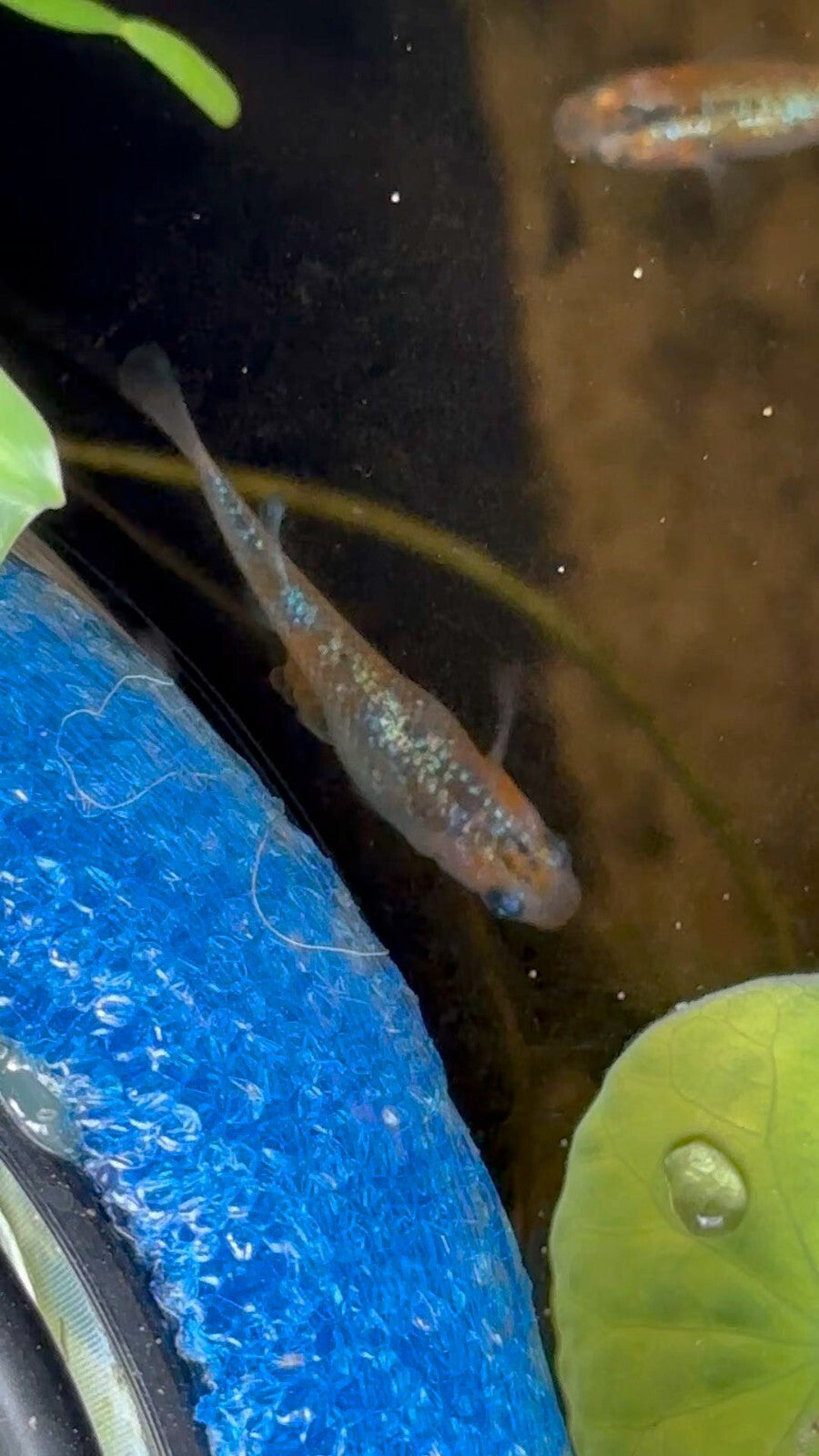 Ulysses Japanese Medaka Ricefish. USA homebred – BARCK Aquatics