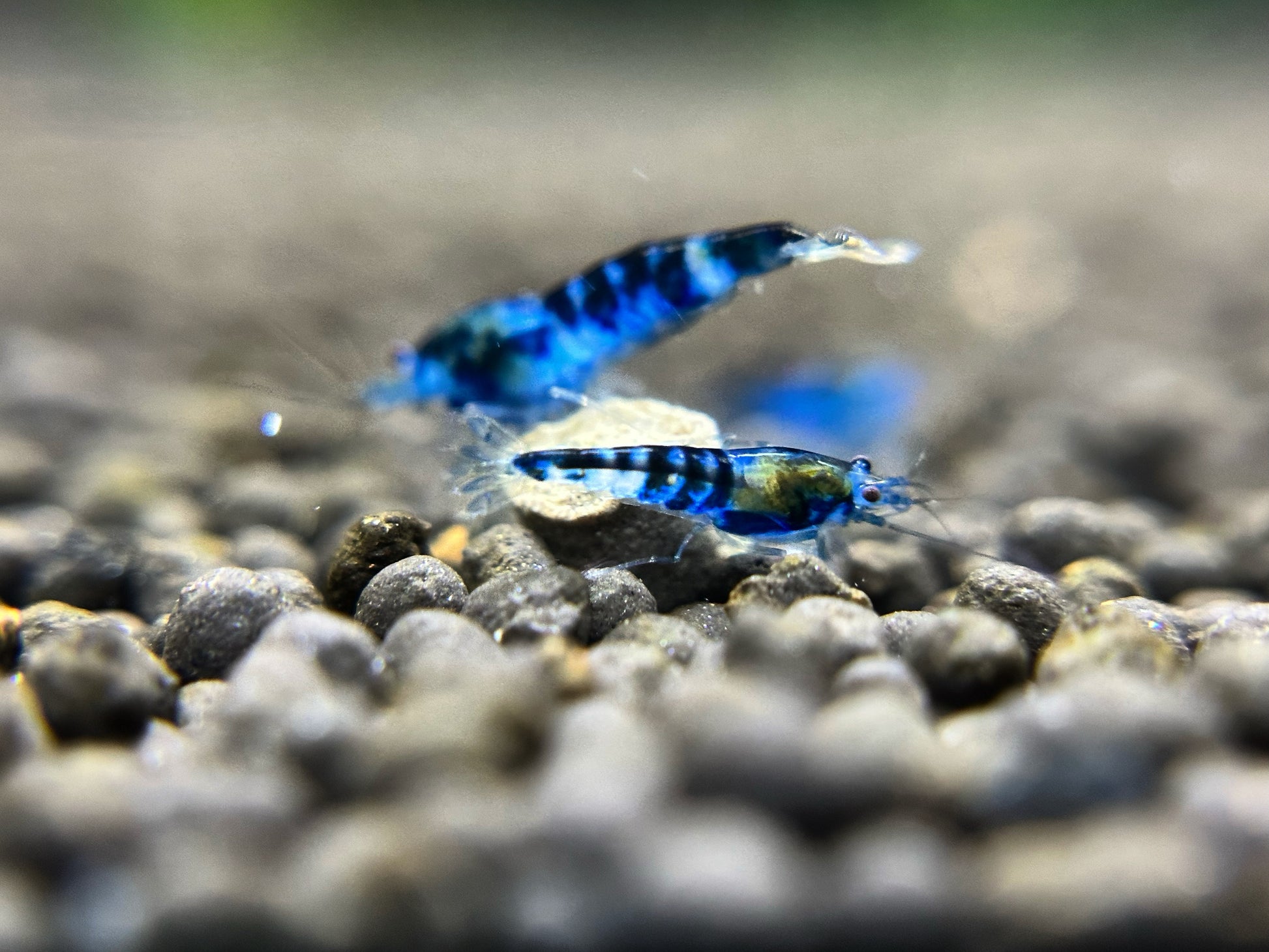 German Blue Dragonblood Freshwater Caridina Aquarium Shrimp. Live Guarantee