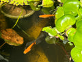 Orange Japanese Medaka Ricefish. USA Homebred