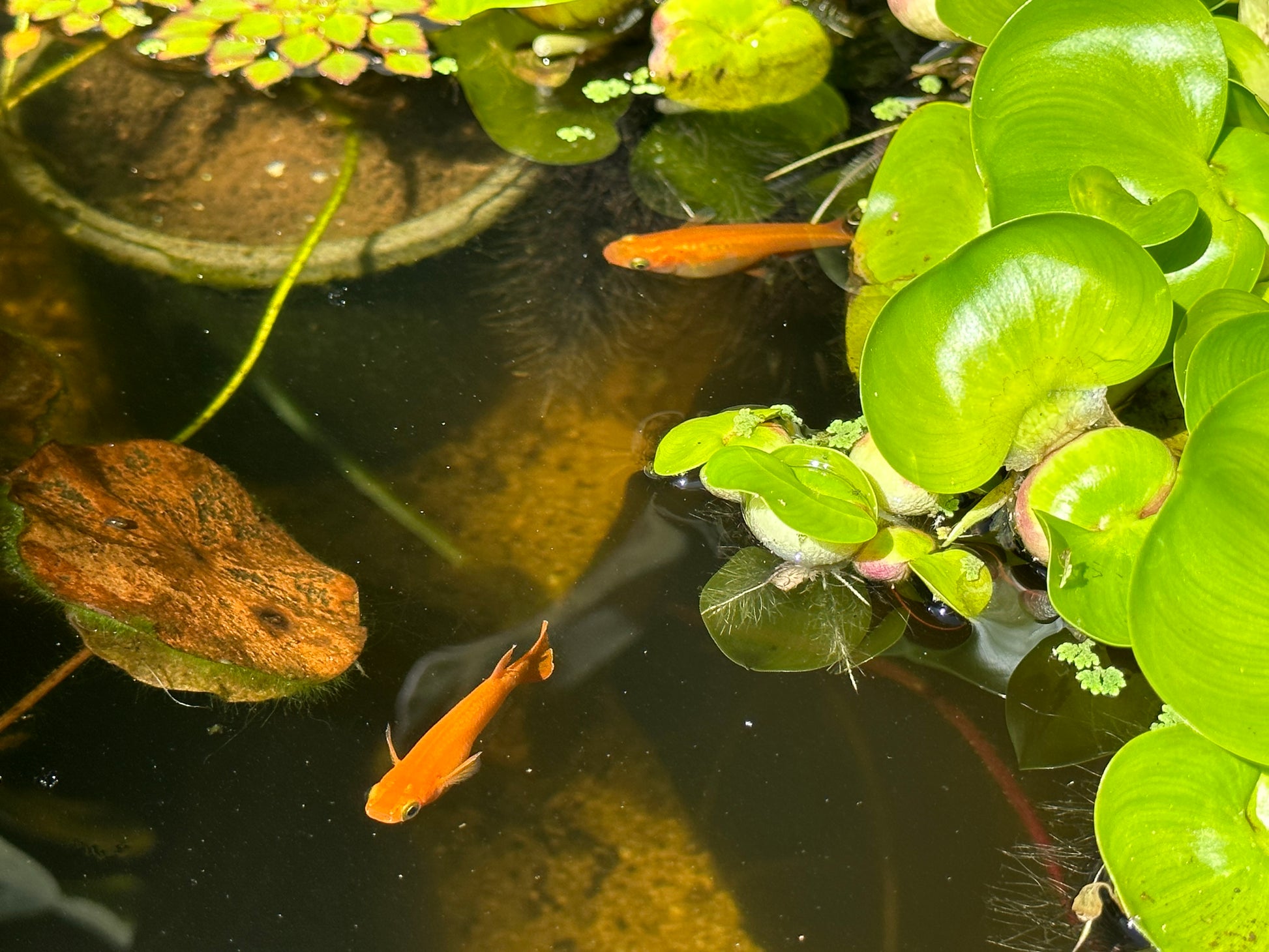 Orange Japanese Medaka Ricefish. USA Homebred