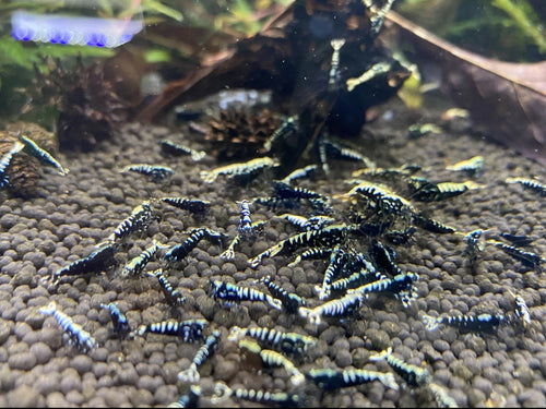 Black Galaxy Fishbone Shrimp-USA homebred