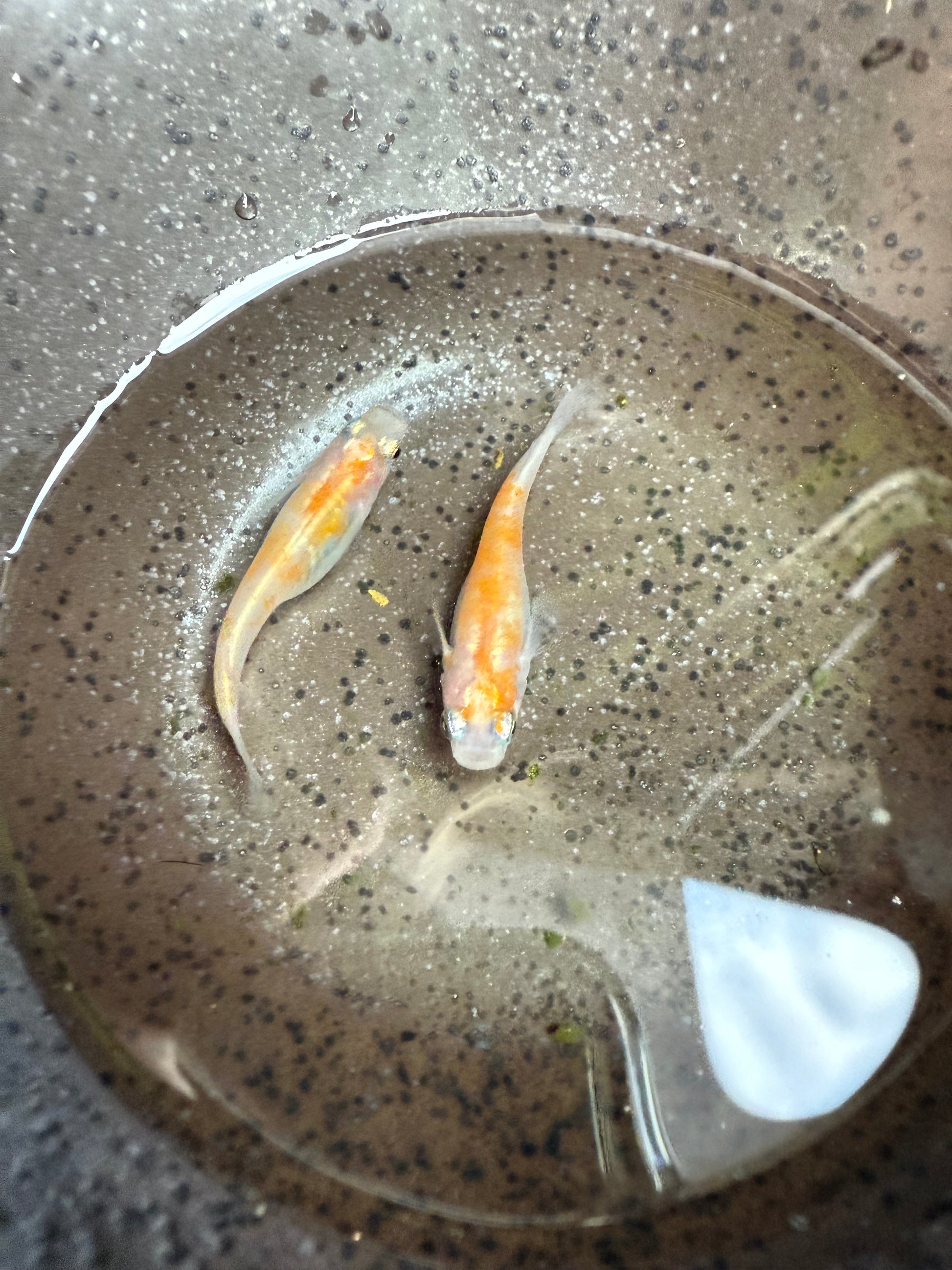 Koi Japanese Medaka Ricefish. USA Homebred