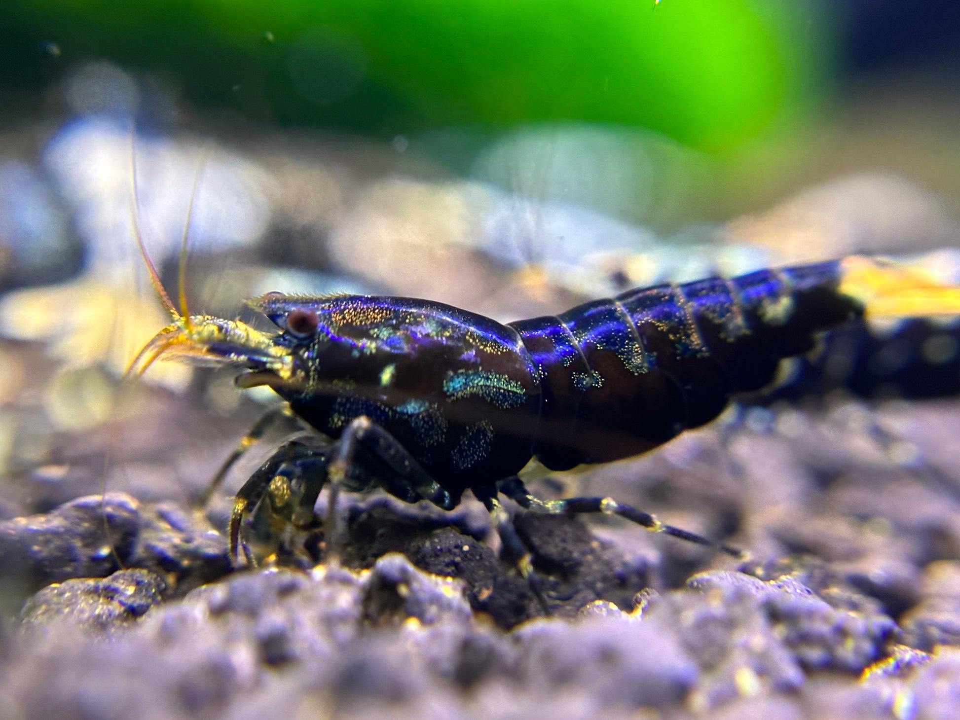 Black Galaxy Fishbone Shrimp-USA homebred
