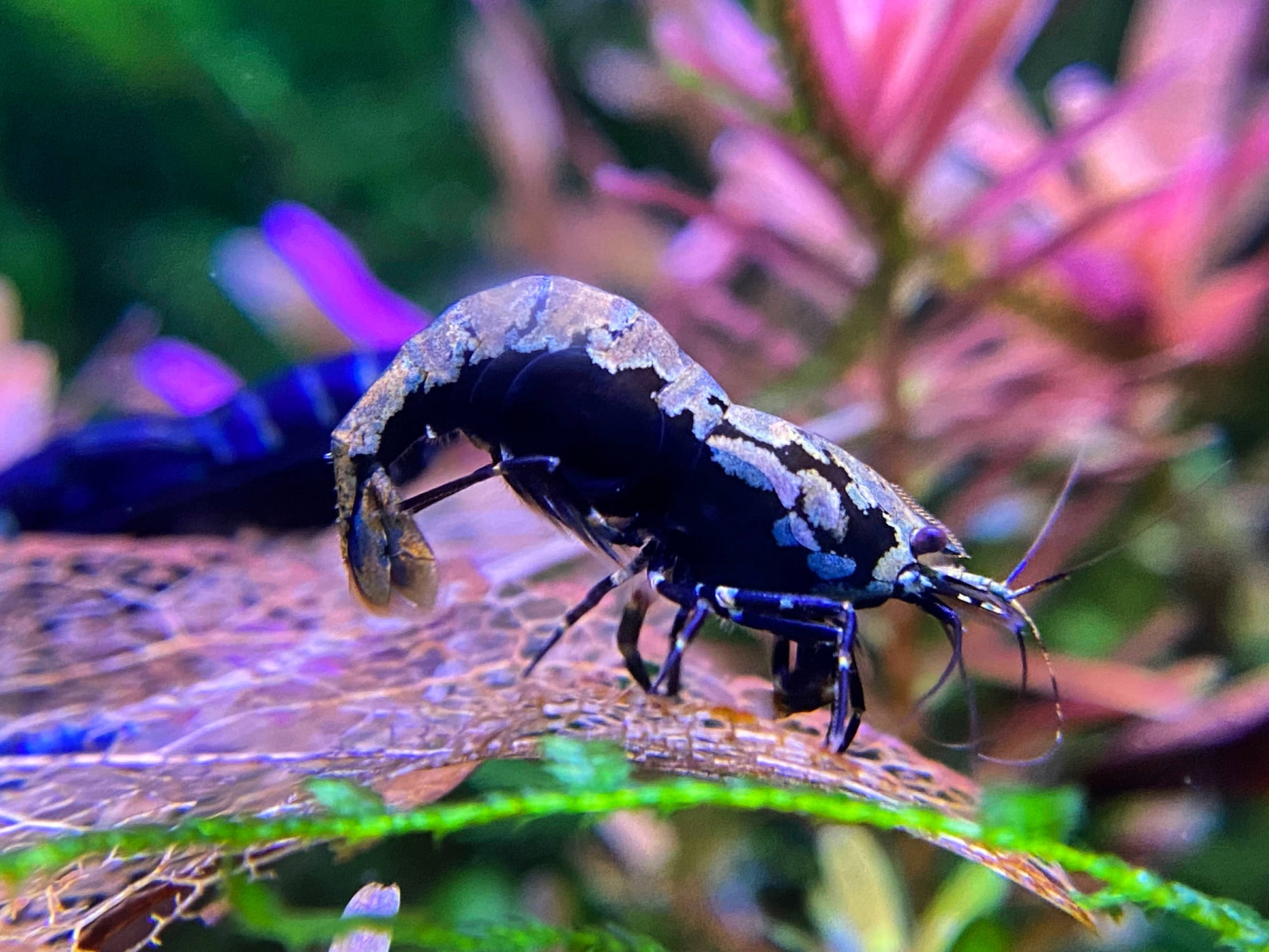 Black Galaxy Fishbone Shrimp-USA homebred