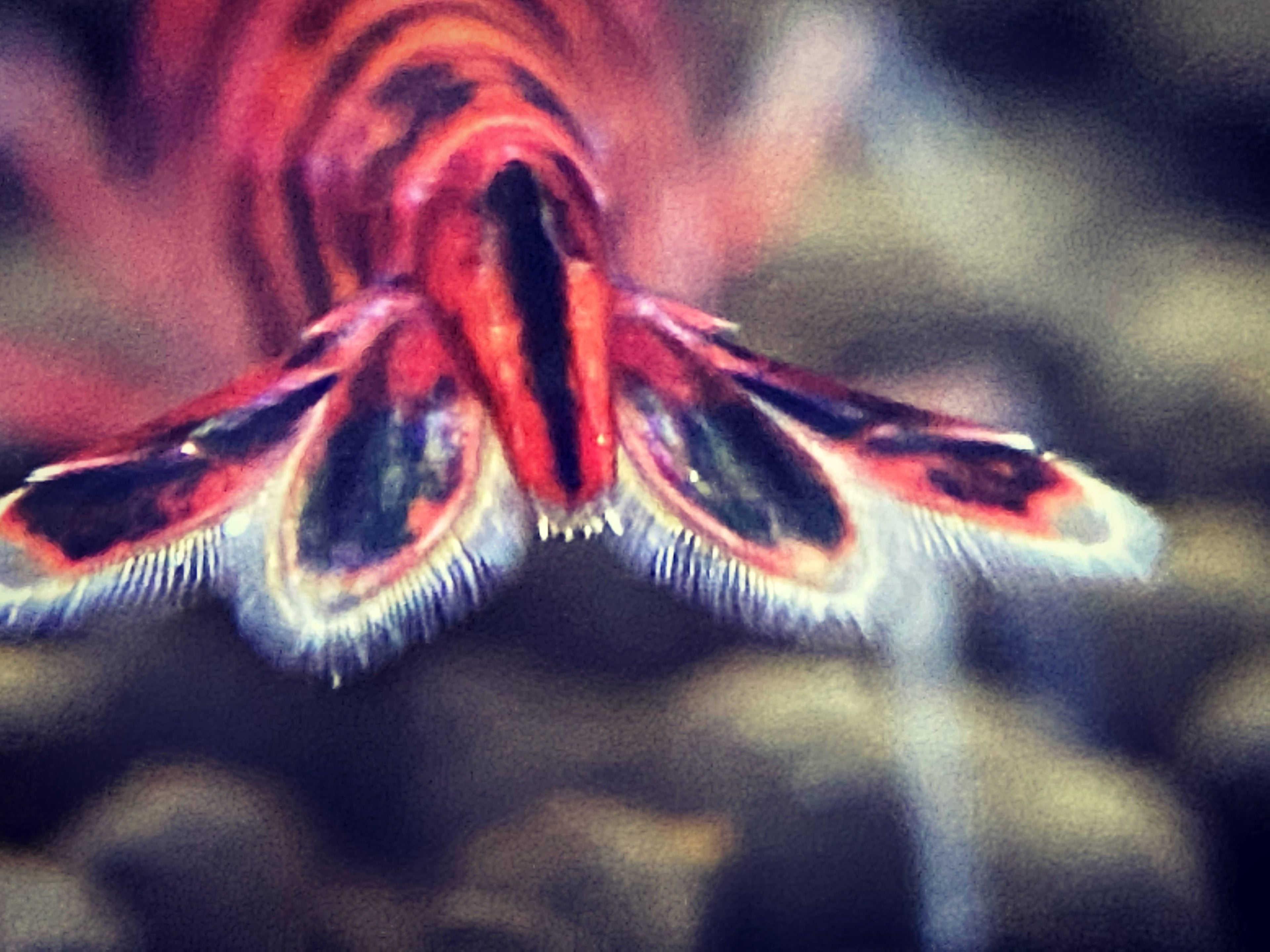 Orange Eye Red King Kong (OERKK) Extreme