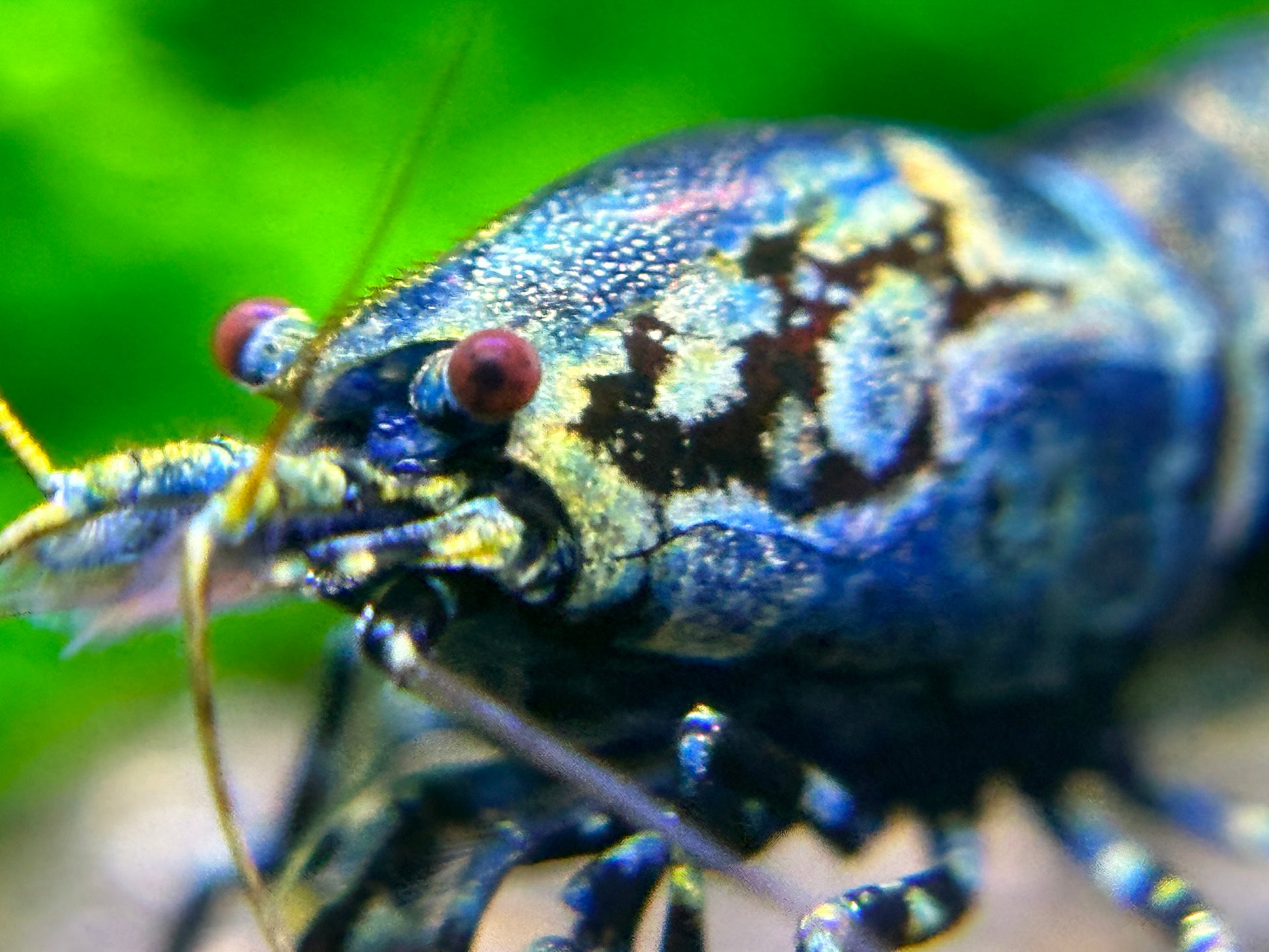 Black Galaxy Fishbone Shrimp-USA homebred