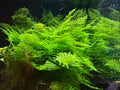 Christmas Moss 3x3 inch Loose patch aquarium live plant | BARCK Aquatics
