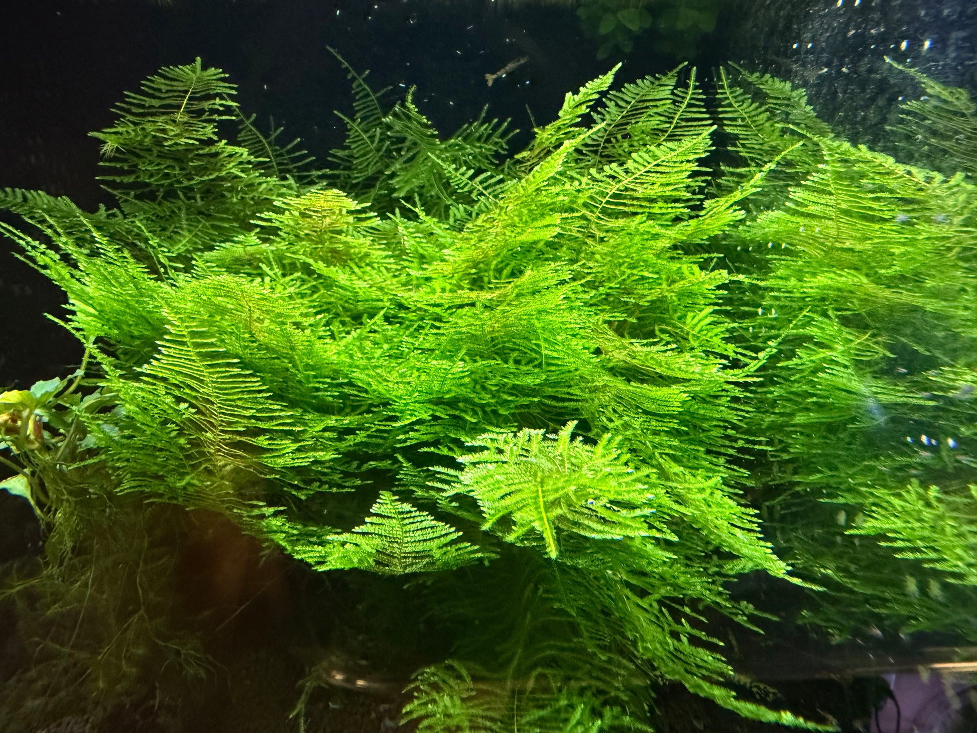 Christmas Moss 3x3 inch Loose patch aquarium live plant | BARCK Aquatics