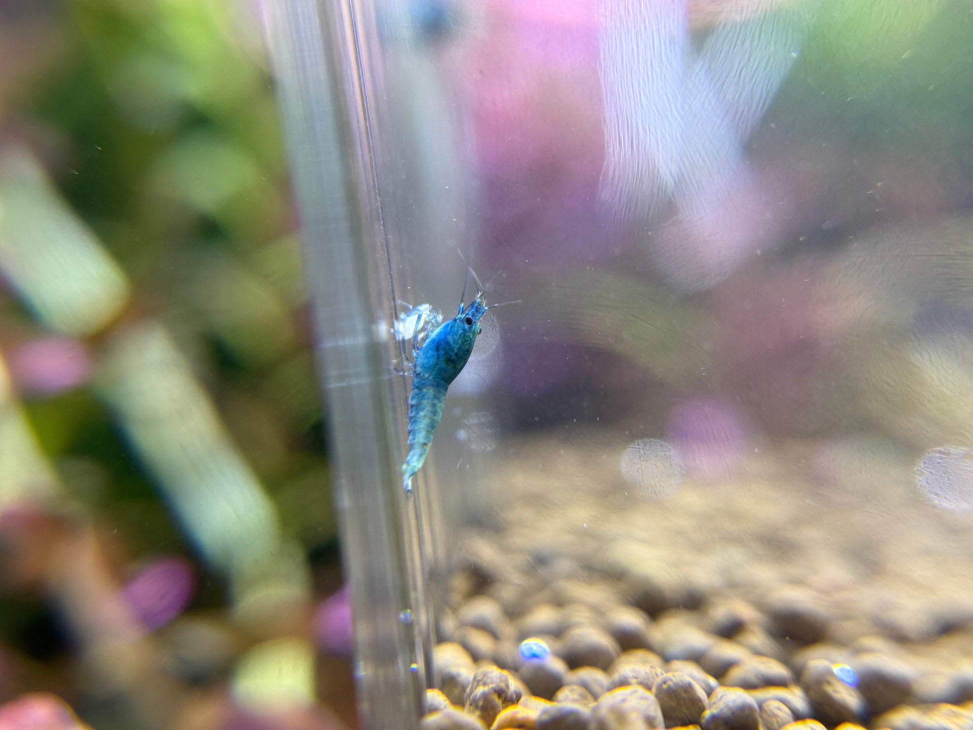 Juvenile Blue Bolt Shrimp for Sale – Premium USA Homebred Caridina | BARCK Aquatics