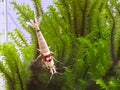 Pure Red Line (PRL) Crystal Shrimp – Selectively Bred in the USA | BARCK Aquatics