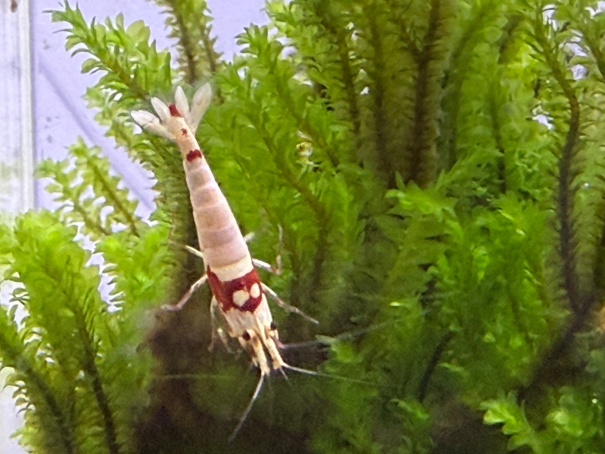 Pure Red Line (PRL) Crystal Shrimp – Selectively Bred in the USA | BARCK Aquatics