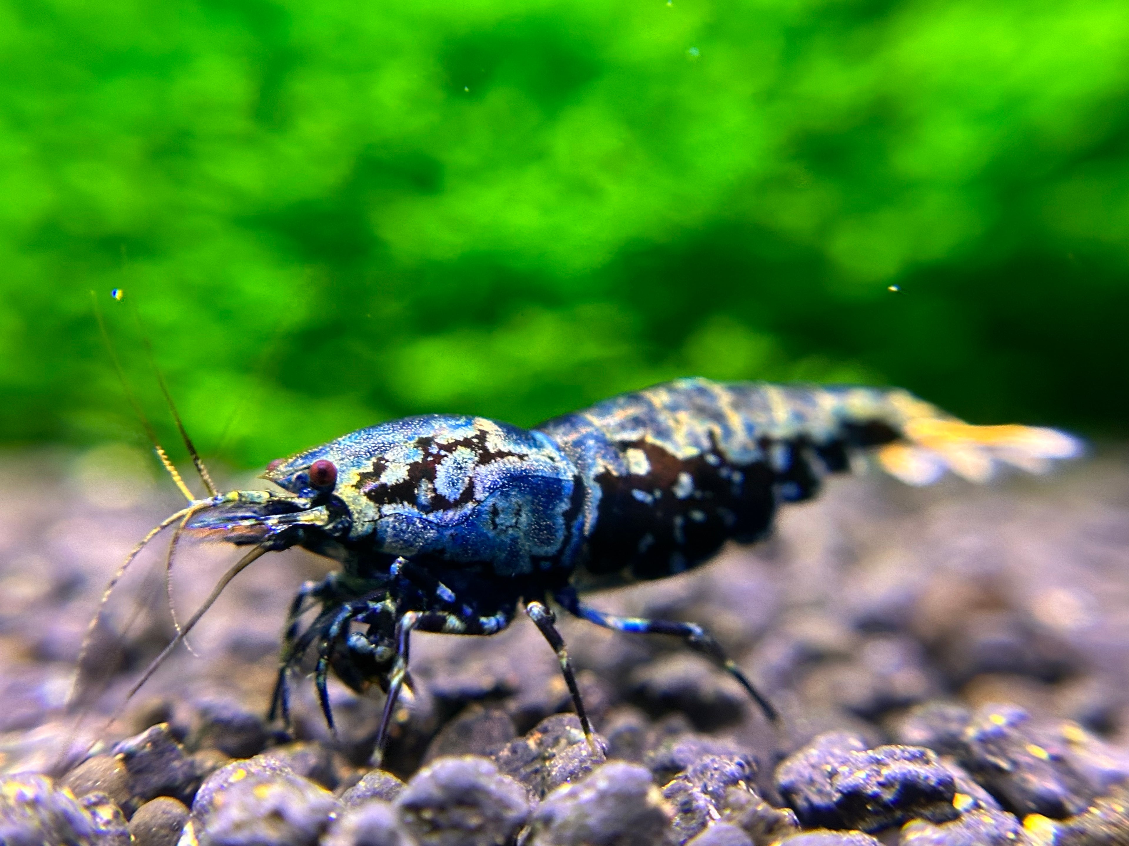 Black Galaxy Fishbone Shrimp-USA homebred
