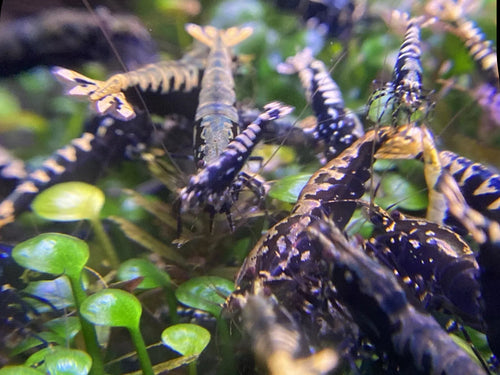 Black Galaxy Fishbone Shrimp-USA homebred