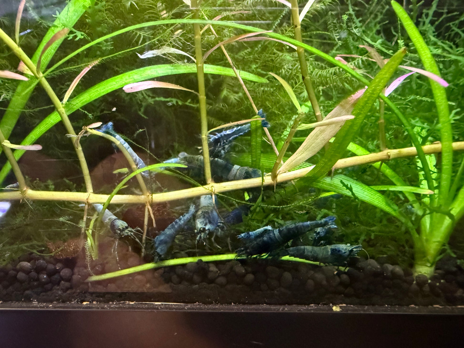 Juvenile Blue Bolt Shrimp for Sale – Premium USA Homebred Caridina | BARCK Aquatics