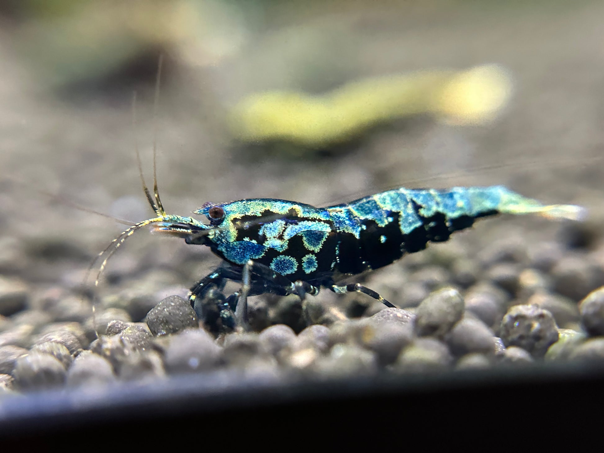 Black Galaxy Fishbone Shrimp-USA homebred