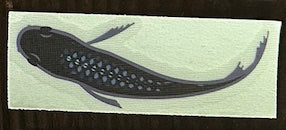 Medaka Japanese Rice Fish Transfer Decal Sticker- BARCK Aquatics