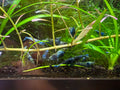 Juvenile Blue Bolt Shrimp for Sale – Premium USA Homebred Caridina | BARCK Aquatics