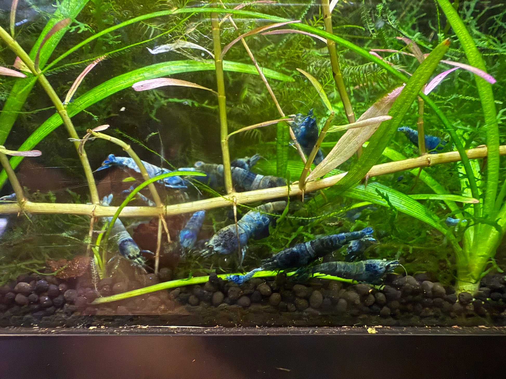 Juvenile Blue Bolt Shrimp for Sale – Premium USA Homebred Caridina | BARCK Aquatics