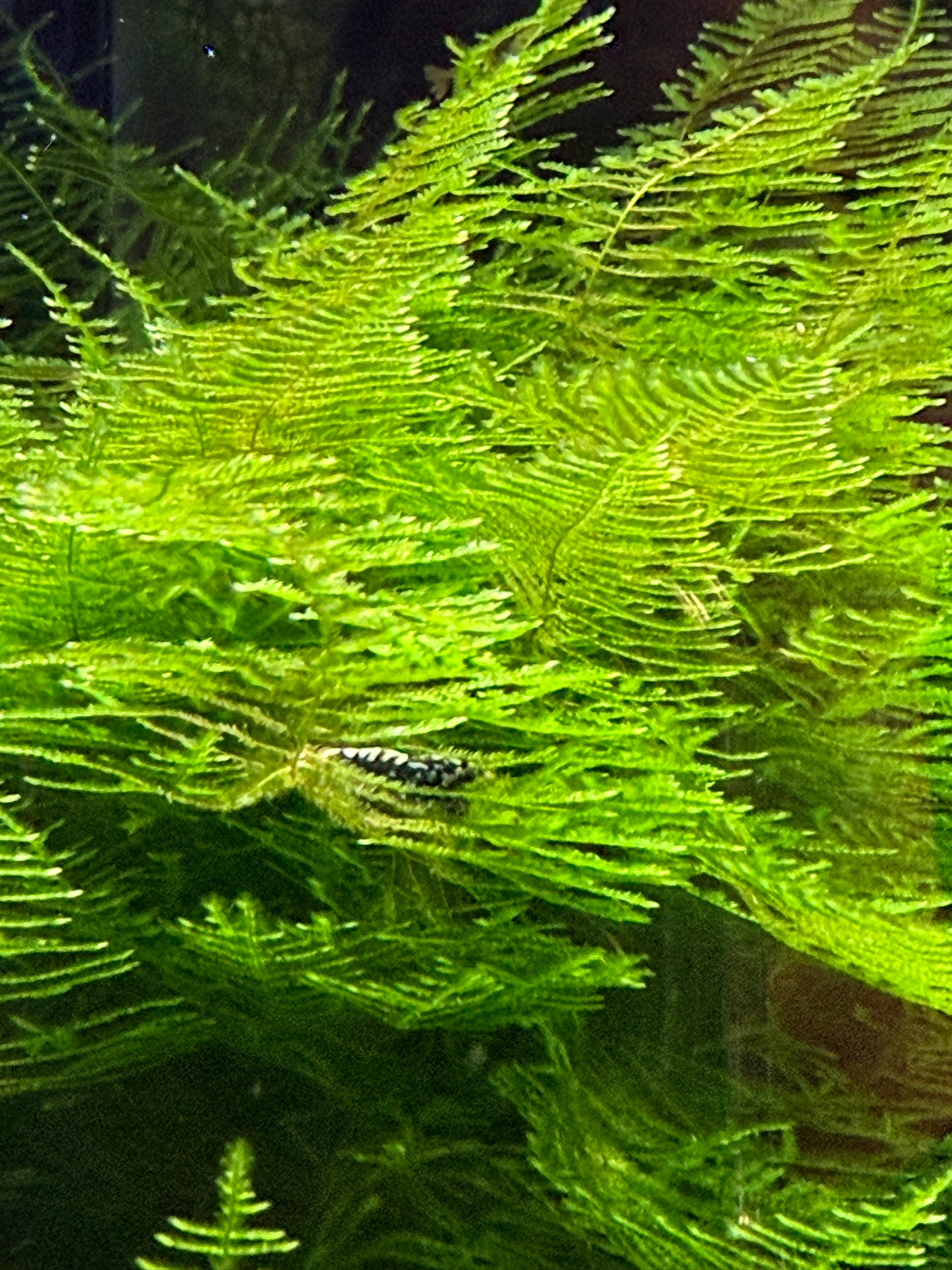 Christmas Moss 3x3 inch Loose patch aquarium live plant | BARCK Aquatics