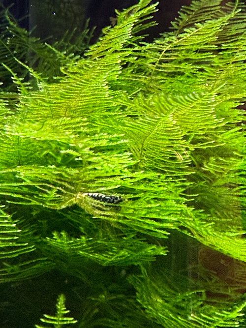 Christmas Moss 3x3 inch Loose patch aquarium live plant | BARCK Aquatics
