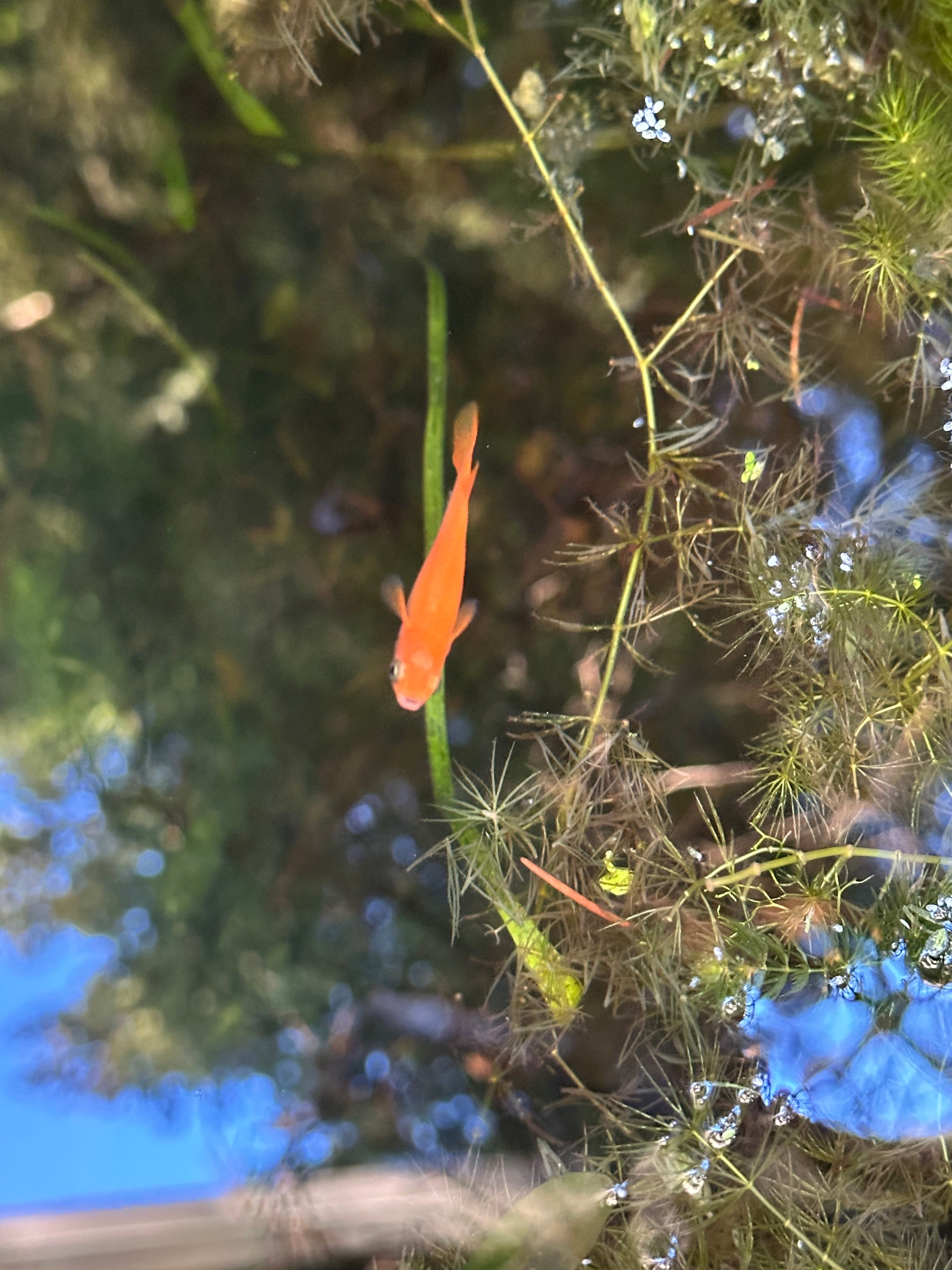 Orange Japanese Medaka Ricefish. USA Homebred