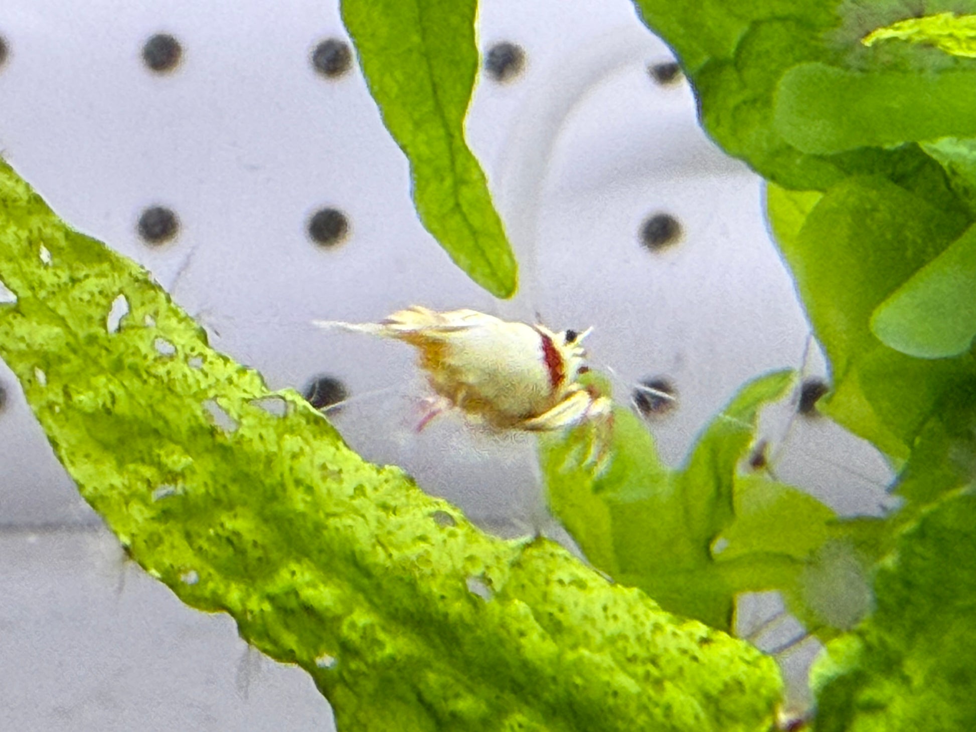 Pure Red Line (PRL) Crystal Shrimp – Selectively Bred in the USA | BARCK Aquatics