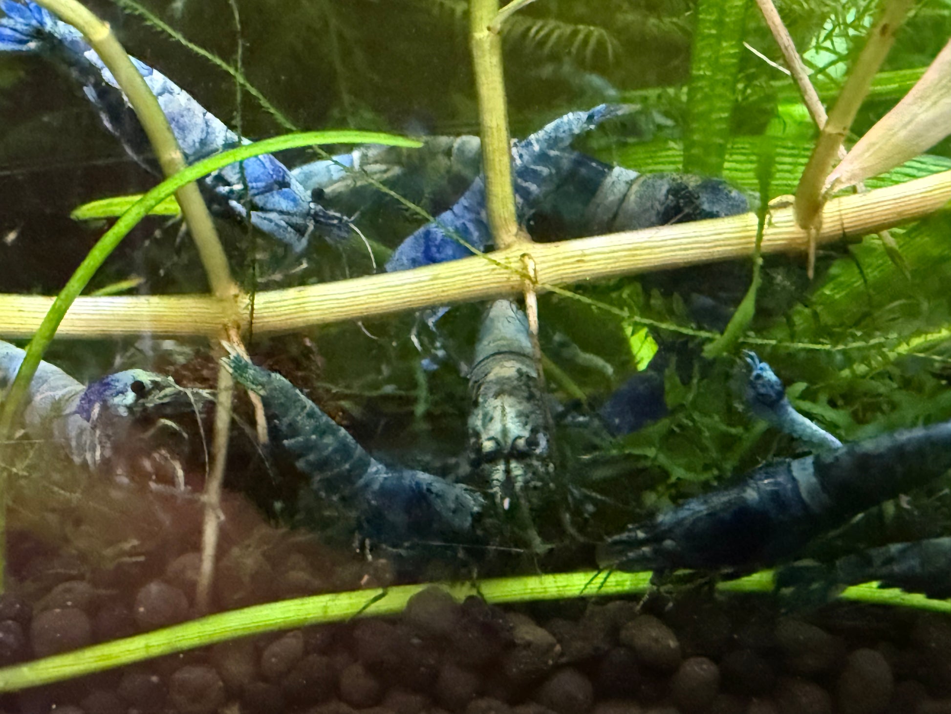 Juvenile Blue Bolt Shrimp for Sale – Premium USA Homebred Caridina | BARCK Aquatics