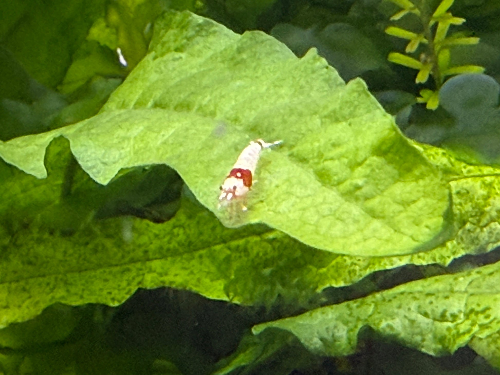 Pure Red Line (PRL) Crystal Shrimp – Selectively Bred in the USA | BARCK Aquatics